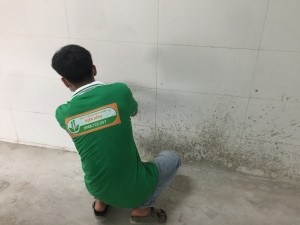 Dịch vụ vệ sinh tường bao